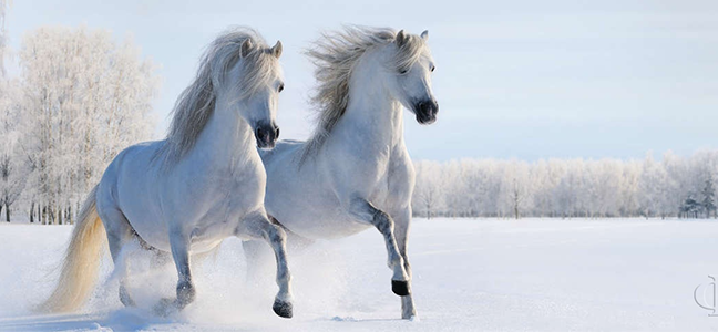 Изображение для скинали Скачущие кони по зимнему полю