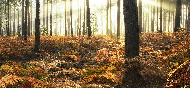Изображение для скинали Осенний пейзаж в лесу