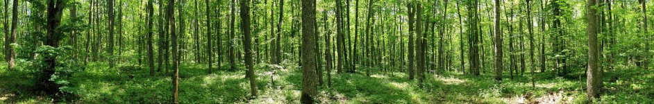 Скинали — Зеленый лес