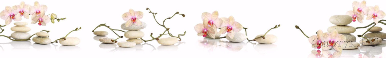 Скинали — Орхидеи на белом фоне