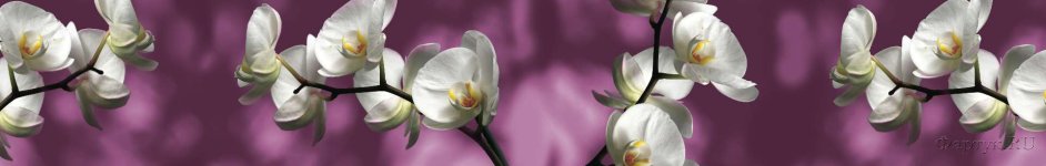 Скинали — Орхидеи на фиолетовом фоне