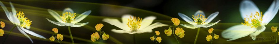 Скинали — Белые цветы на темном фоне