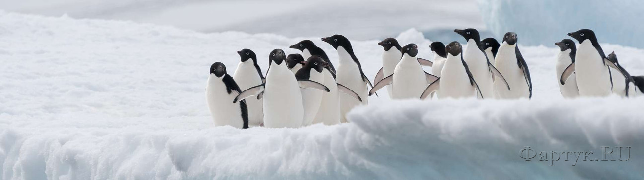 Скинали — Забавные пингвины