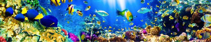 Скинали — Яркий подводный мир