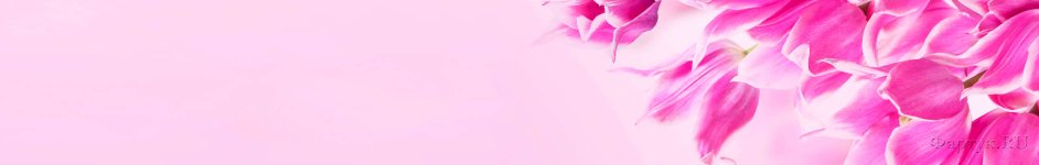 Скинали — Розовые тюльпаны на розовом фоне