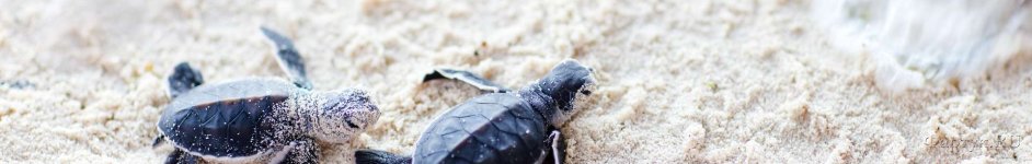 Скинали — Детеныши черепахи на песке