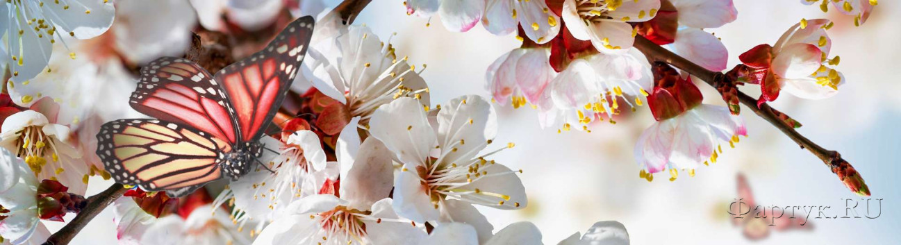 Скинали — Бабочка на цветках вишни