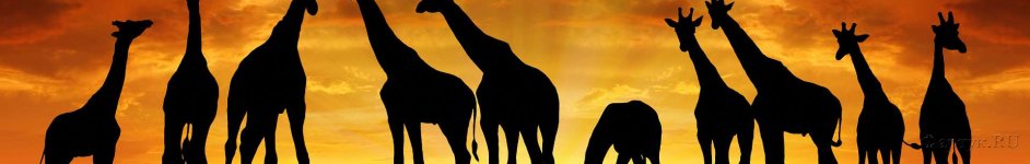 Скинали — Жирафы на закате