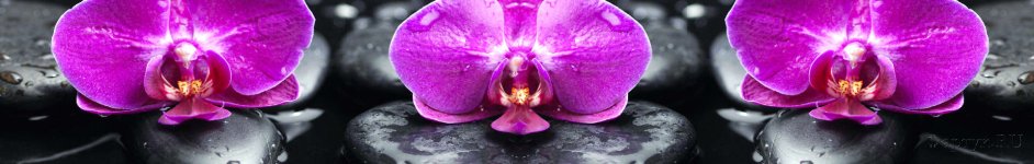 Скинали — Фиолетовые орхидеи на камнях с отражением