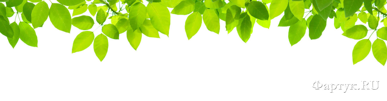 Скинали — Ветки с зелеными листьями