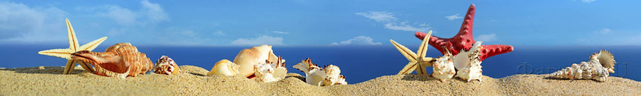Скинали — Ракушки и морские звезды на песчаном берегу