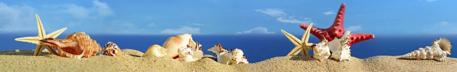 Скинали — Ракушки и морские звезды на песчаном берегу