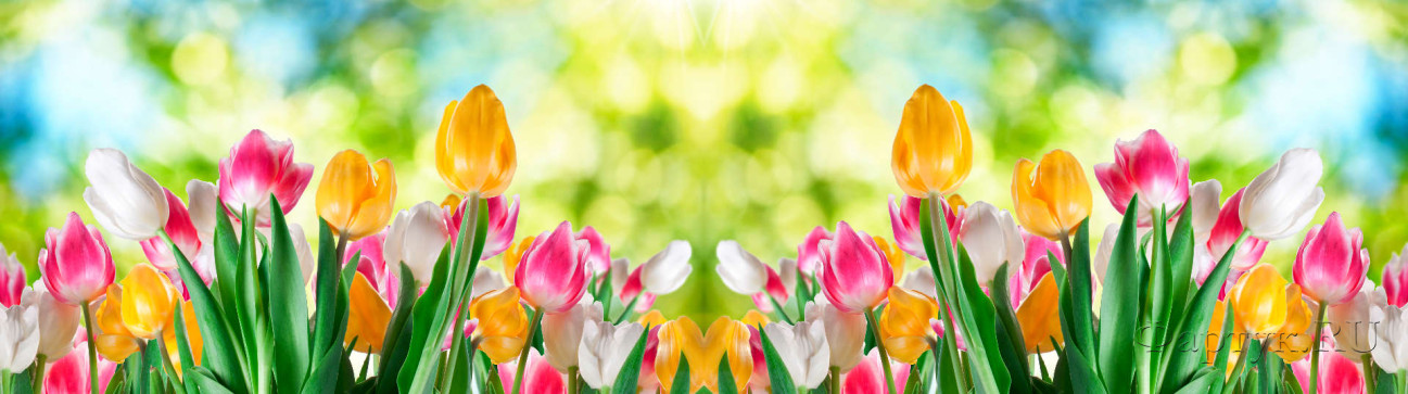 Скинали — Поле разноцветных тюльпанов