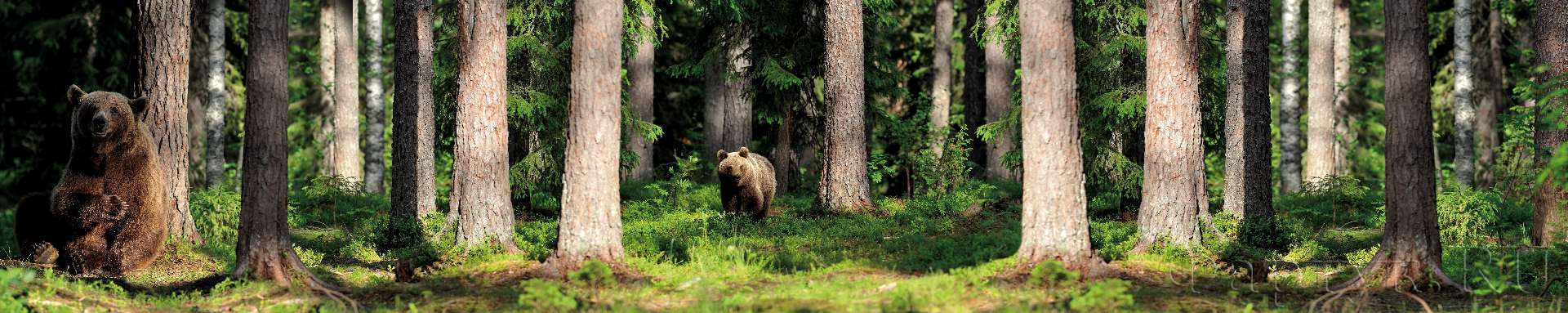 Медведи в лесу
