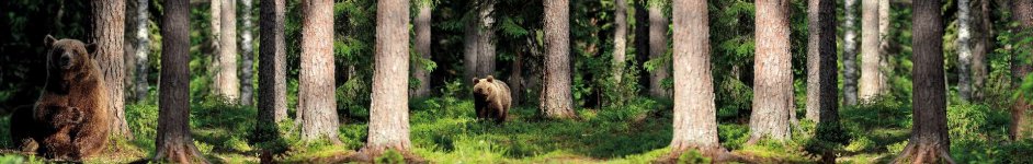 Скинали — Медведи в лесу