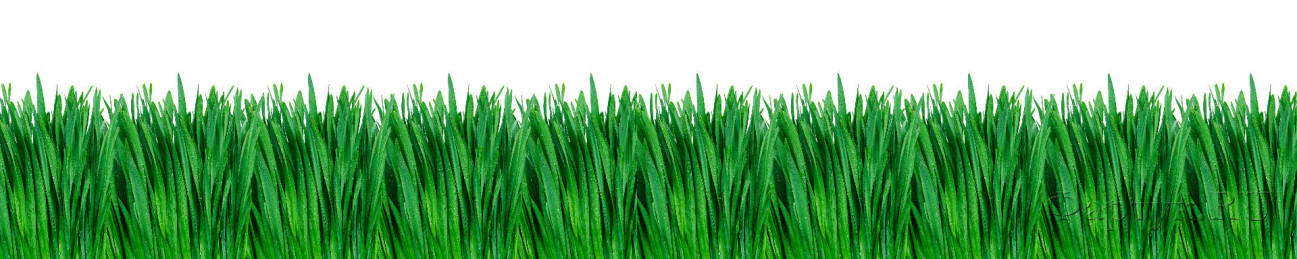 Скинали — Крупная трава