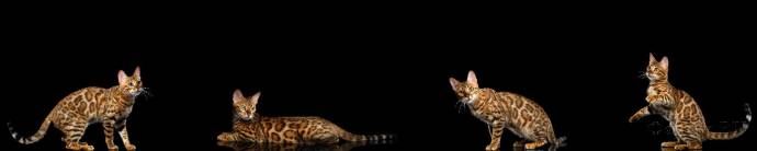 Скинали — Домашние кошки леопардового окраса на черном фоне 