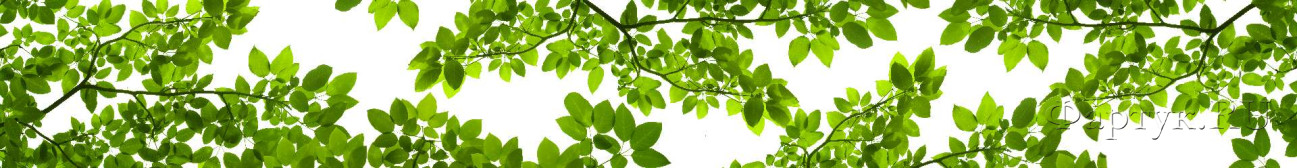 Скинали — Зеленая листва-веточки