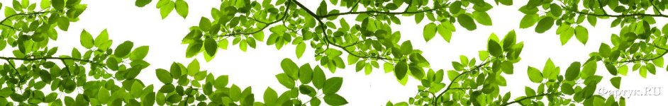 Скинали — Зеленая листва-веточки
