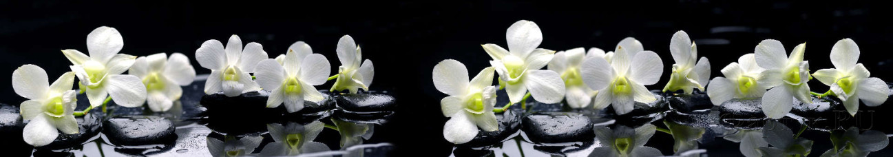 Скинали — Белоснежная орхидея на черных камнях 
