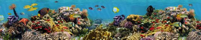 Скинали — Самый разнообразный подводный мир