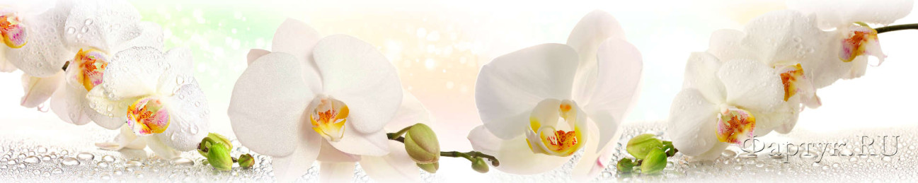 Скинали — Белые красивые орхидеи с каплями воды