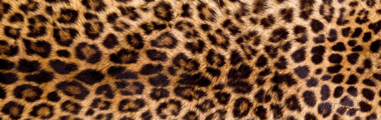Скинали — Шкура леопард