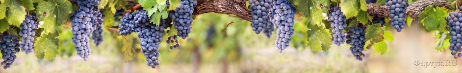 Скинали — Гроздья спелого винограда