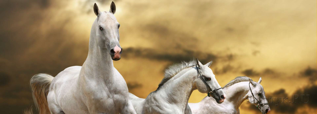 Скинали — Белые лошади на скаку 