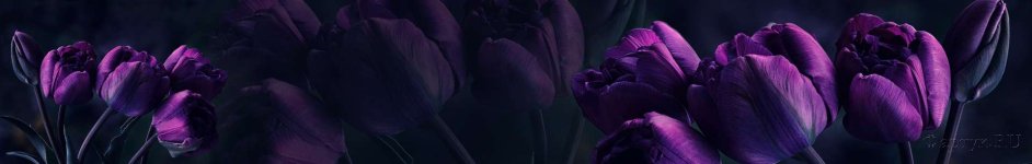 Скинали — Невероятные тюльпаны в темноте 