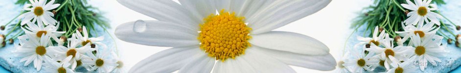 Скинали — Ромашки красивые цветы