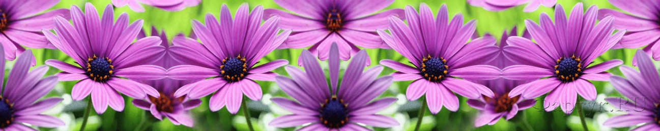Скинали — Волшебные фиолетовые цветы 