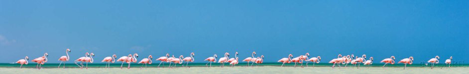 Скинали — Фламинго на берегу