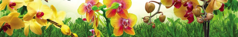 Скинали — Желтые орхидеи