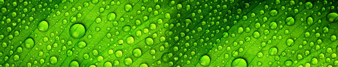 Скинали — Капли воды на зеленом фоне