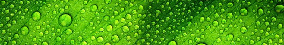Скинали — Капли воды на зеленом фоне