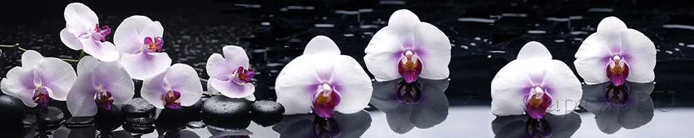 Скинали — Крупные орхидеи ка камнях у воды