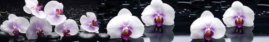 Скинали — Крупные орхидеи ка камнях у воды