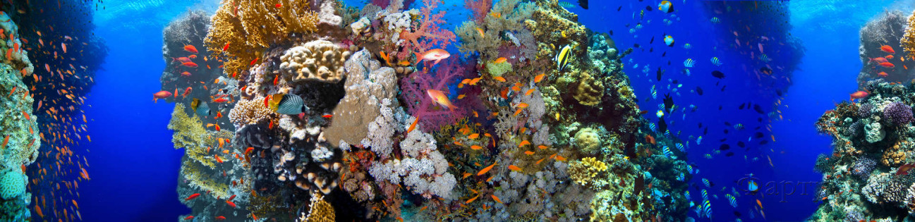 Скинали — Подводный мир коралловые рифы и рыбки