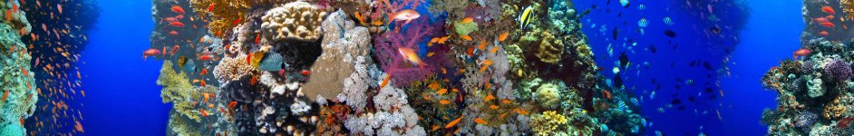 Скинали — Подводный мир коралловые рифы и рыбки