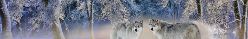 Скинали — Зимний лес и волки