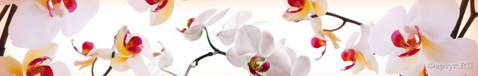 Скинали — Крупные ветки орхидеи
