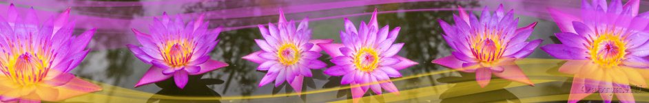 Скинали — Фиолетовые кувшинки