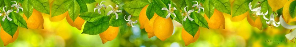 Скинали — Лимоны на дереве