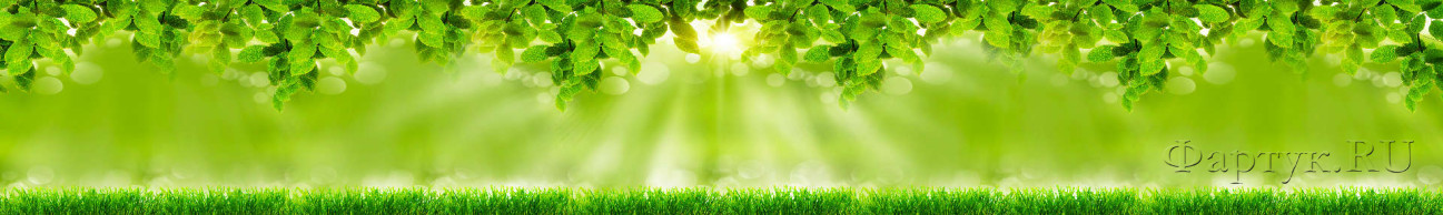 Скинали — Лучи солнца сквозь зеленые растения 