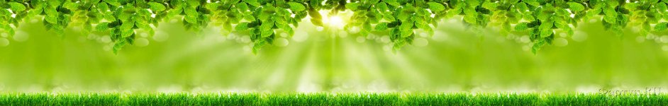 Скинали — Лучи солнца сквозь зеленые растения 