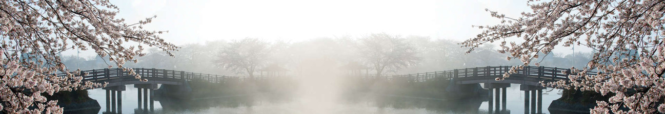 Скинали — Цветущие деревья в тумане 