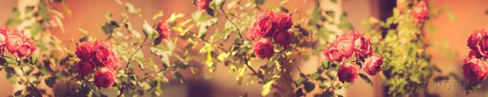 Скинали — Роскошная кустовая роза