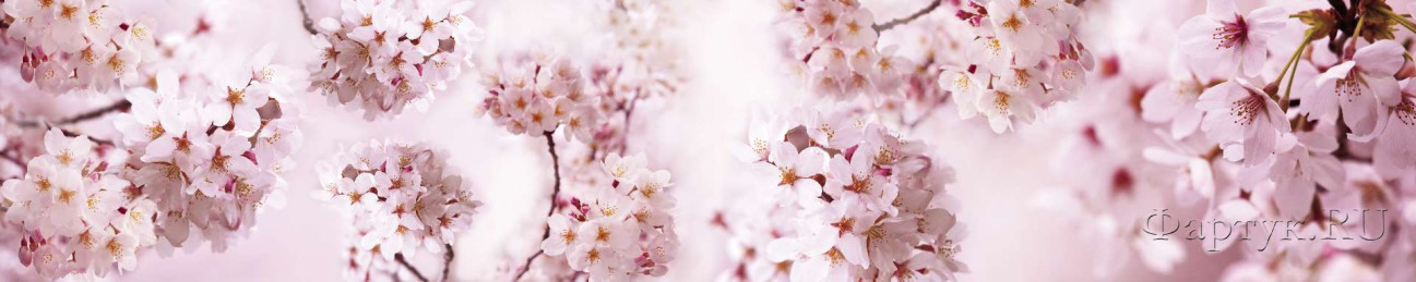 Скинали — Ветки цветущей вишни