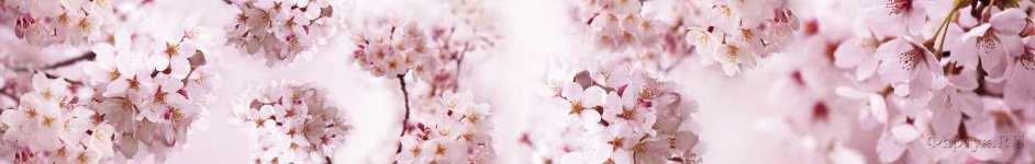 Скинали — Ветки цветущей вишни